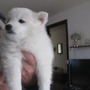 Japansk spids Anushka-Sharma