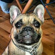 Fransk bulldog Muttley