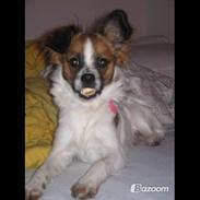 Blanding af racer bambi