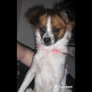 Blanding af racer bambi