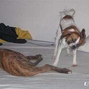 Blanding af racer bambi