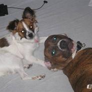 Blanding af racer bambi