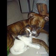 Blanding af racer bambi