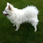 Volpino italiano Mocca