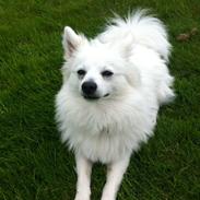 Volpino italiano Mocca