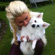 Volpino italiano Mocca