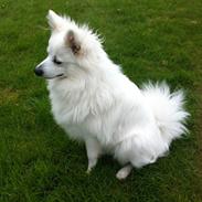 Volpino italiano Mocca