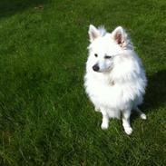 Volpino italiano Mocca