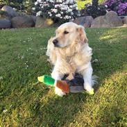 Golden retriever Bella