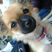 Chihuahua Chili
