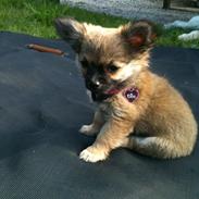 Chihuahua Chili