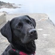 Labrador retriever Freja