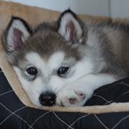 Alaskan malamute Wapi (Apache - Lucky)