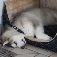 Alaskan malamute Wapi (Apache - Lucky)