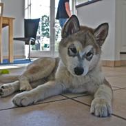 Alaskan malamute Wapi (Apache - Lucky)