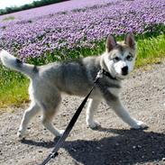 Alaskan malamute Wapi (Apache - Lucky)