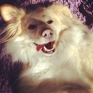 Blanding af racer Bianca