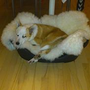 Islandsk fårehund Zika