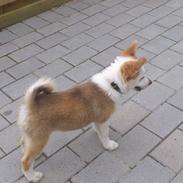 Islandsk fårehund Zika