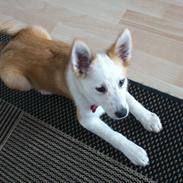 Islandsk fårehund Zika