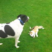 Islandsk fårehund Zika