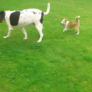 Islandsk fårehund Zika