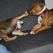 Staffordshire bull terrier Bonzo