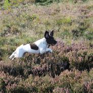 Field Trial spaniel Balder