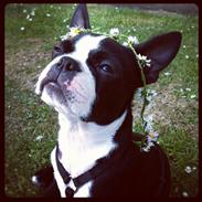 Boston terrier Donna