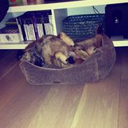 Border terrier Gizmo