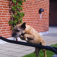 Border terrier Gizmo
