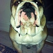 Engelsk bulldog Alfred