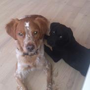 Labrador retriever Balder