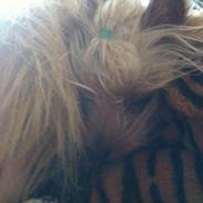 Yorkshire terrier Ida