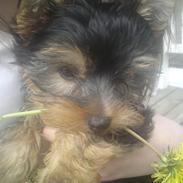 Yorkshire terrier Ida