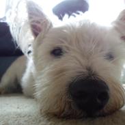 West highland white terrier Magnus