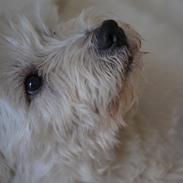 West highland white terrier Magnus