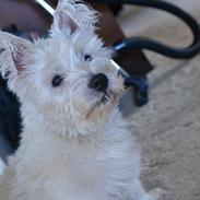 West highland white terrier Magnus