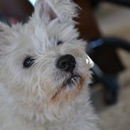 West highland white terrier Magnus