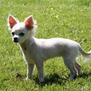 Chihuahua Bella