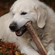 Golden retriever Balou