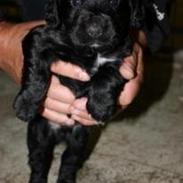 Field Trial Cockerspaniel High Speeds Jonas (Coal)