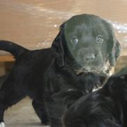 Field Trial Cockerspaniel High Speeds Jonas (Coal)