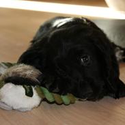 Field Trial Cockerspaniel High Speeds Jonas (Coal)