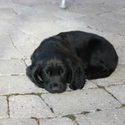 Field Trial Cockerspaniel High Speeds Jonas (Coal)