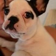Fransk bulldog Dolly