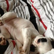 Fransk bulldog Dolly