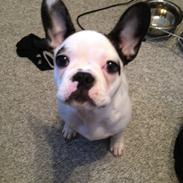 Fransk bulldog Dolly