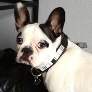 Fransk bulldog Dolly