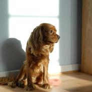 Cavalier king charles spaniel diesel